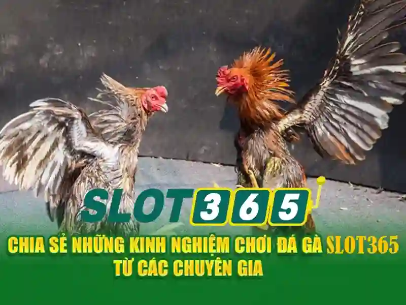 slot365 tang 200k – Khám phá giá trị và trải nghiệm