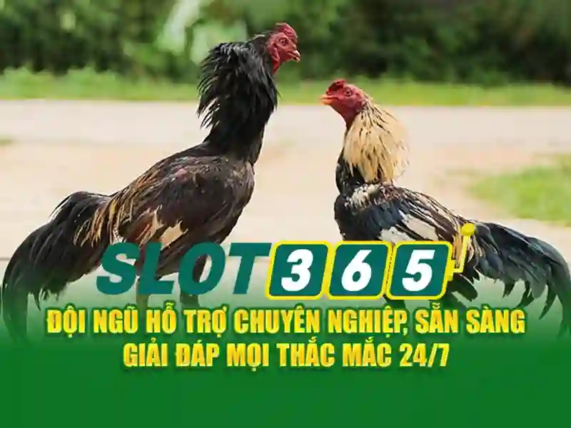 Slot365: Tổng quan và trải nghiệm