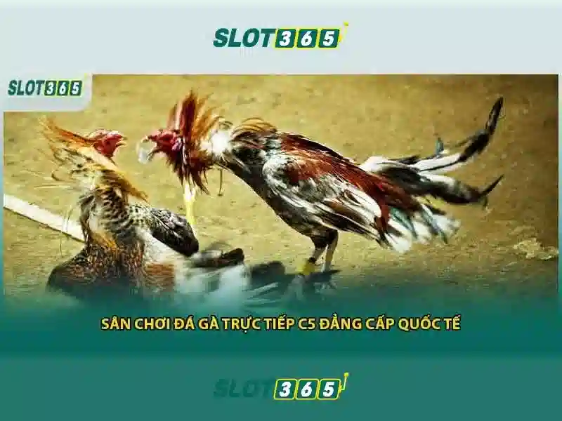 Slot365: Nền tảng slot trực tuyến đáng tin cậy và hấp dẫn