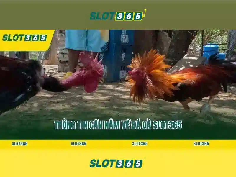 Trò chơi và thưởng slot365