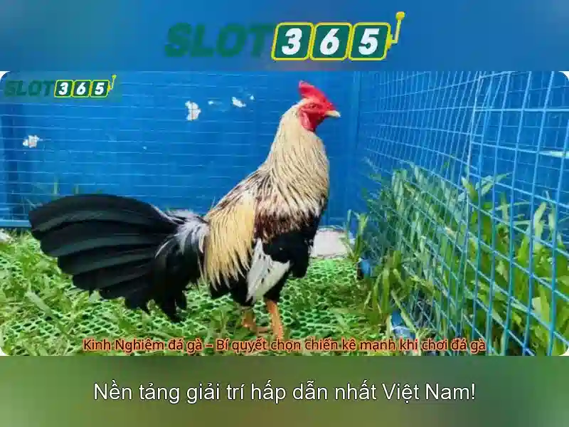 Cách đăng ký và mẹo chơi hiệu quả