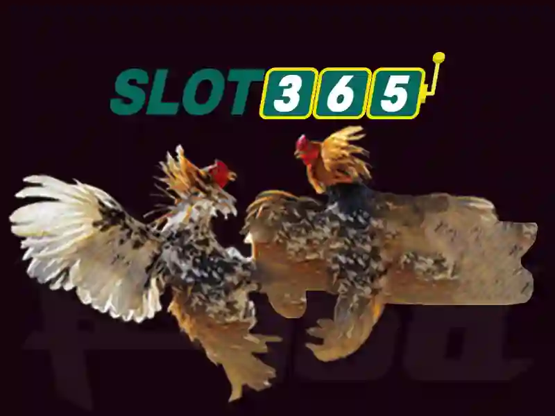 link Slot365 – Tổng quan nền tảng giải trí và kết nối